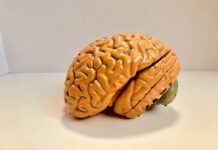 “자꾸 멍하고 깜빡깜빡해요”…초여름 뇌 컨디션을 회복하는 작은 루틴 human brain figurine