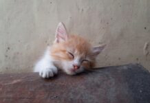 매일 밤 건강을 지키는 열쇠, 올바른 수면의 중요성 a small orange and white kitten sleeping on a ledge